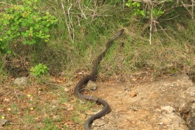 Aesculapian snake (now Zamenis longissimus, previously Elaphe longissima).